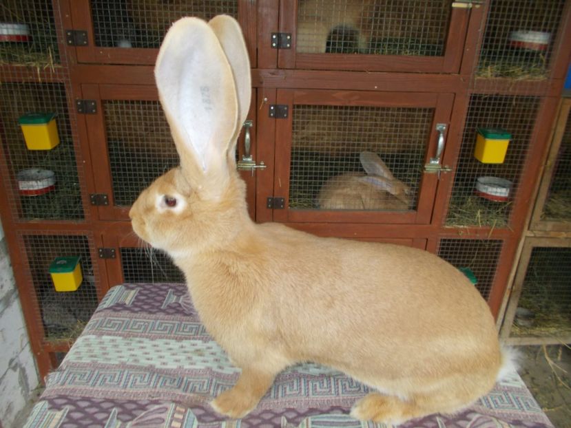  - 3 FEMELA 96-5 P CAMPION