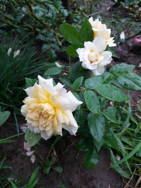  - Nadine Xella Ricci 1