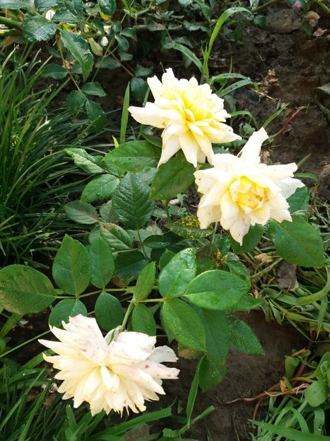  - Nadine Xella Ricci 1