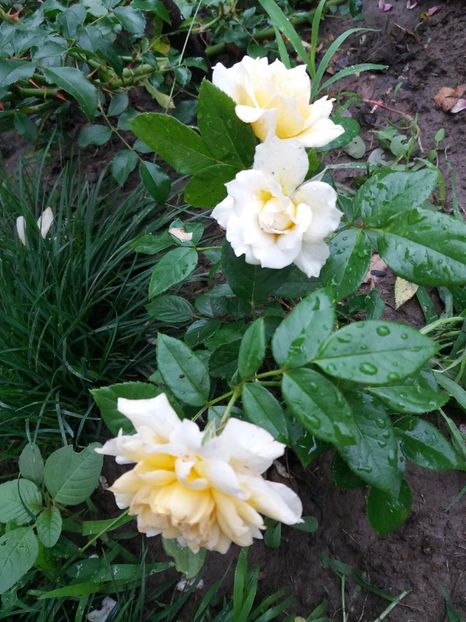  - Nadine Xella Ricci 1