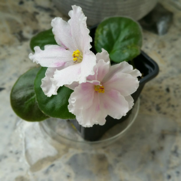  - Violete din frunze de la Lucyana