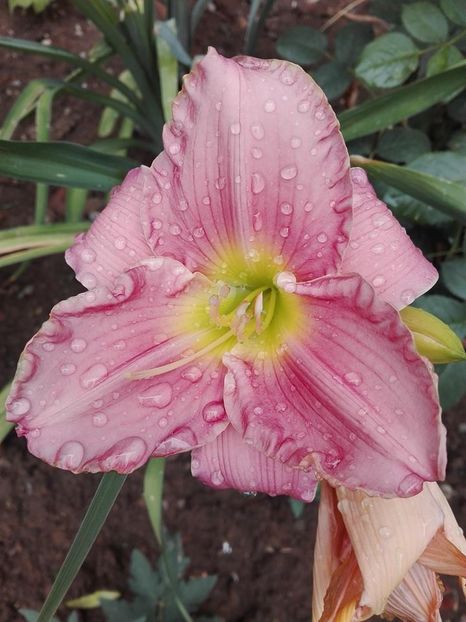  - hemerocallis