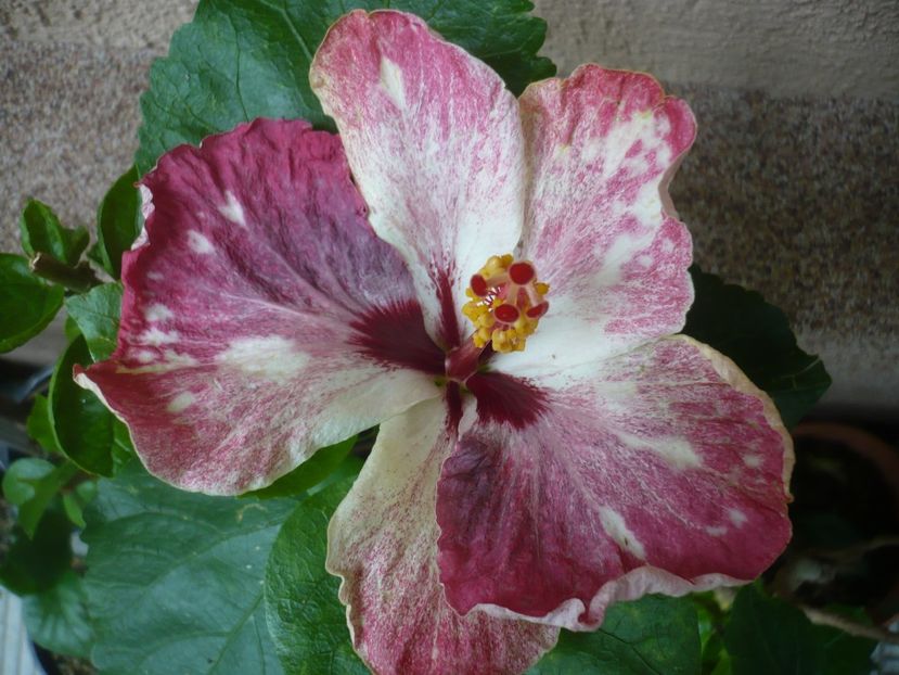 P1380266 - HIBISCUSI 2018-2