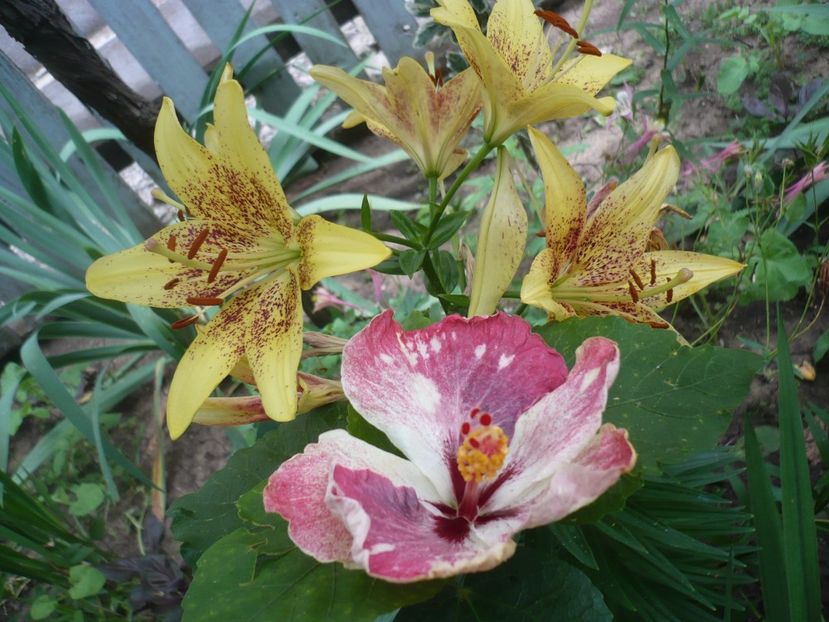 P1380269 - HIBISCUSI 2018-2