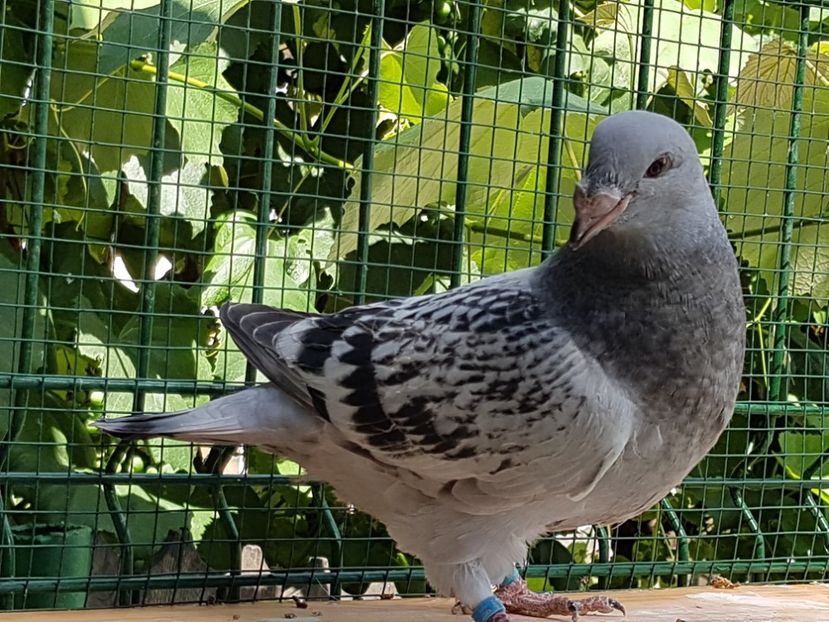 F-2018-4011-vandut - 0-VRdF-TINERET-2018