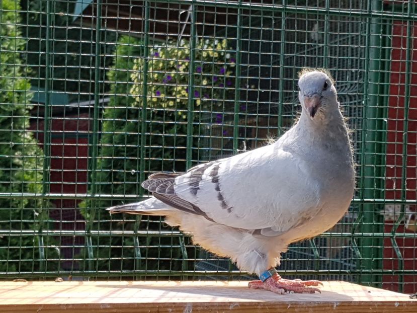 M-2018-4018 - 0-VRdF-TINERET-2018