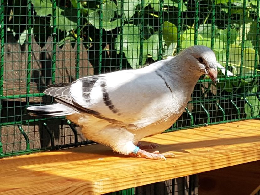 M-2018-4019 - 0-VRdF-TINERET-2018