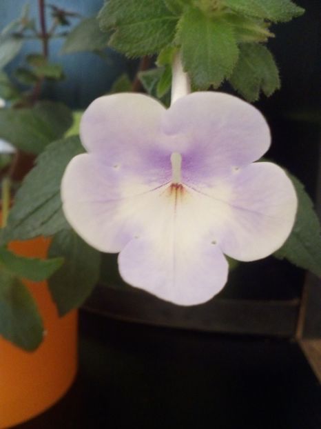  - Achimenesi 2015-2016-2018-2019