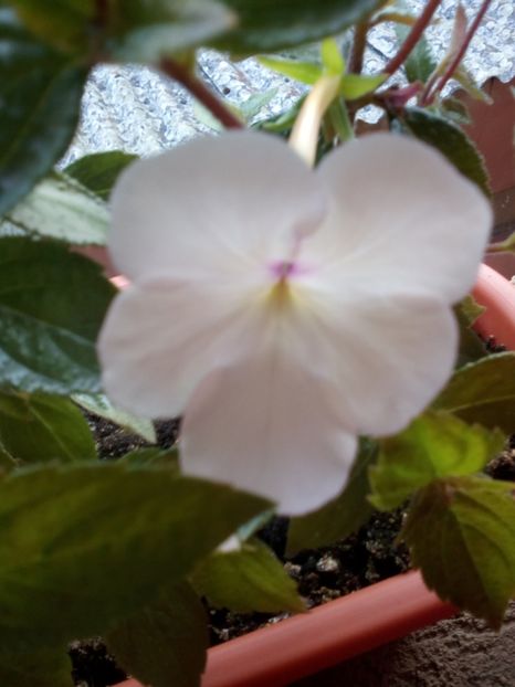  - Achimenesi 2015-2016-2018-2019