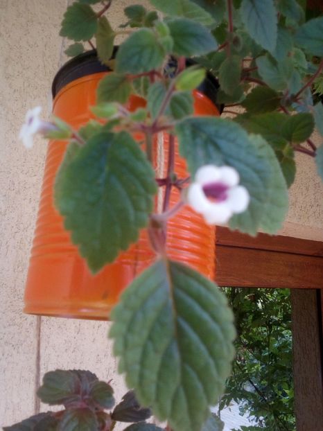  - Achimenesi 2015-2016-2018-2019