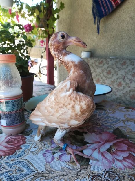 23.06.2018 - CARRIER PT MATCA 2019