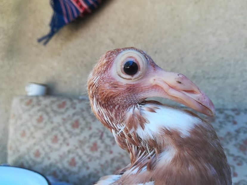 1-0.2018. - CARRIER PT MATCA 2019