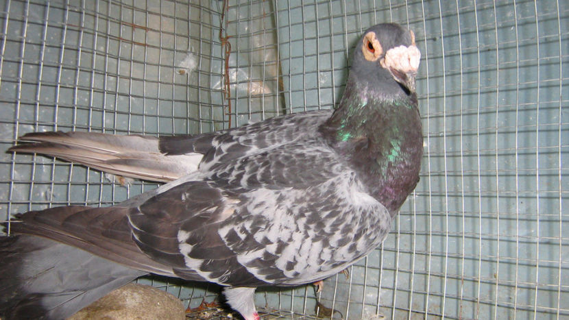  - VOIAJORI STIL VECHI SI  VOIAJORI DE FRUMUSETE