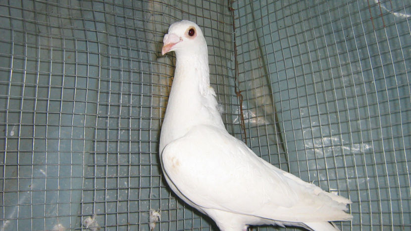  - VOIAJORI STIL VECHI SI  VOIAJORI DE FRUMUSETE