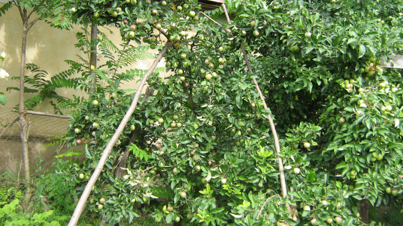 vinzare 173 - O ALTA PASIUNE