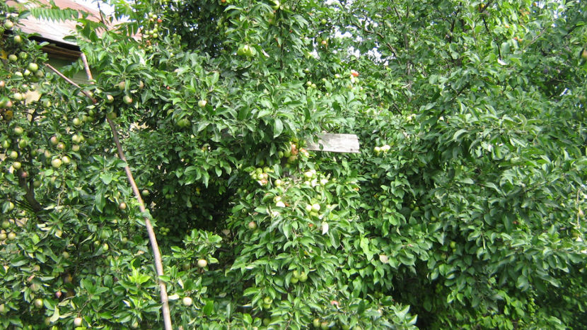 vinzare 174 - O ALTA PASIUNE