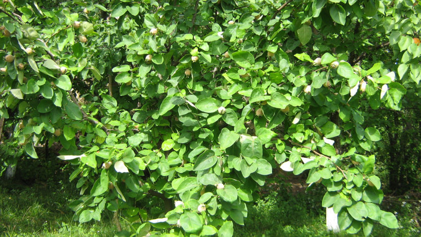 vinzare 179 - O ALTA PASIUNE