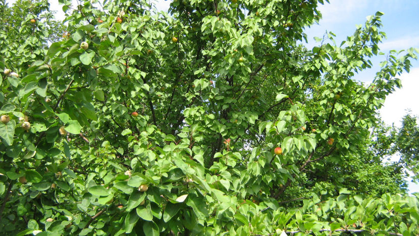 cais iulie - O ALTA PASIUNE