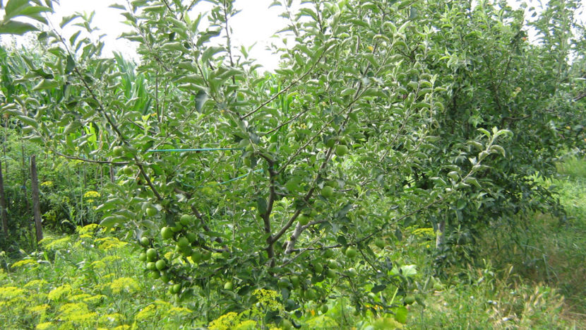 vinzare 184 - O ALTA PASIUNE