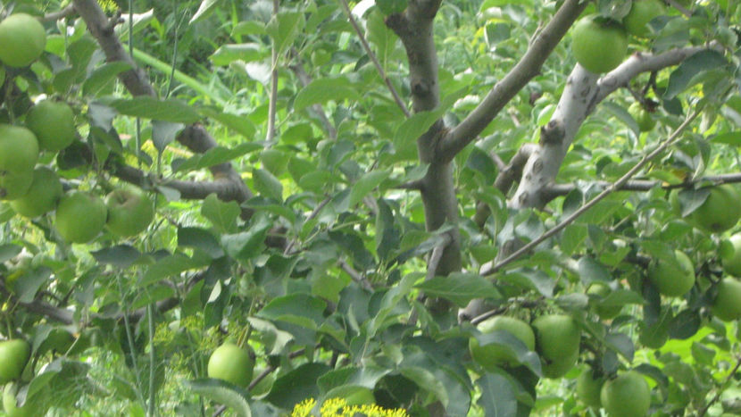 vinzare 185 - O ALTA PASIUNE