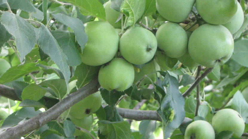 vinzare 189 - O ALTA PASIUNE