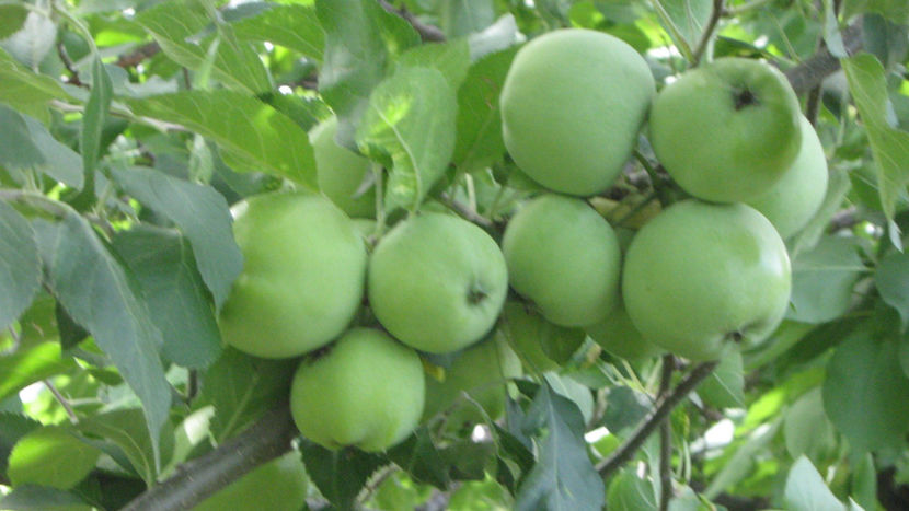 vinzare 190 - O ALTA PASIUNE