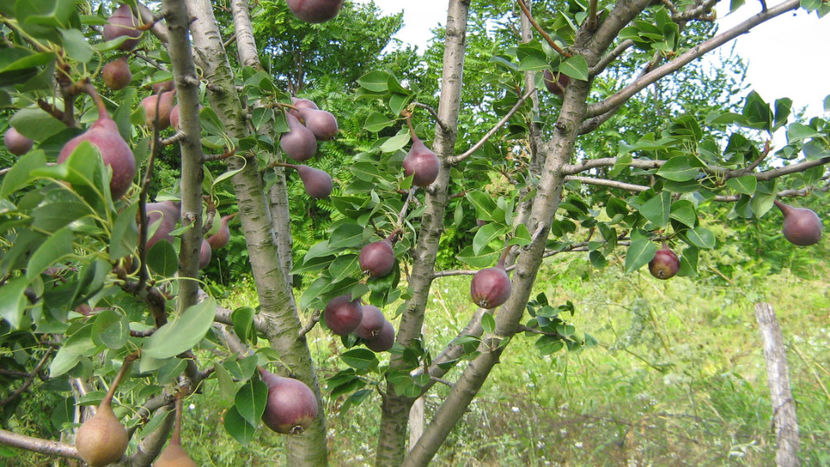 vinzare 193 - O ALTA PASIUNE