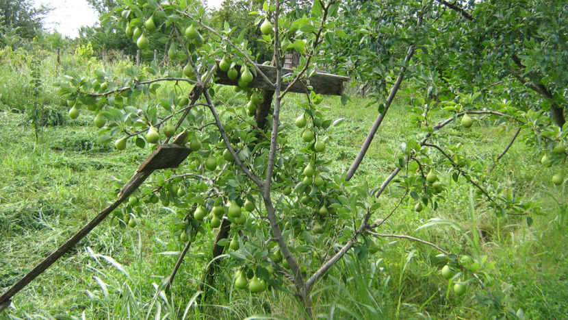 vinzare 195 - O ALTA PASIUNE