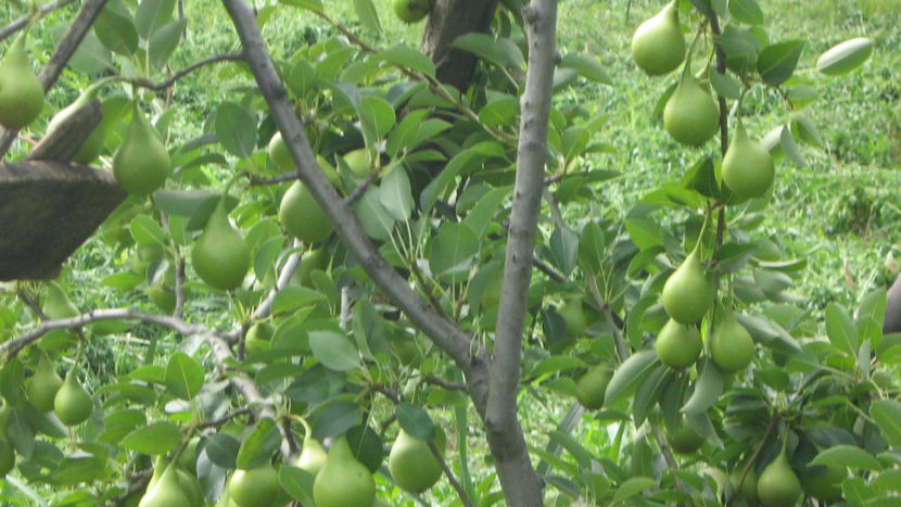 vinzare 197 - O ALTA PASIUNE