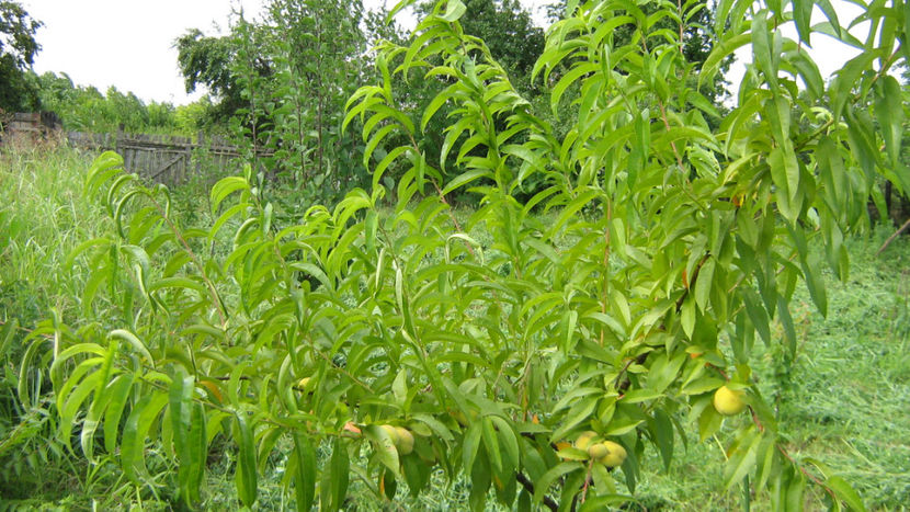 vinzare 198 - O ALTA PASIUNE