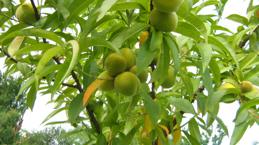 vinzare 200 - O ALTA PASIUNE