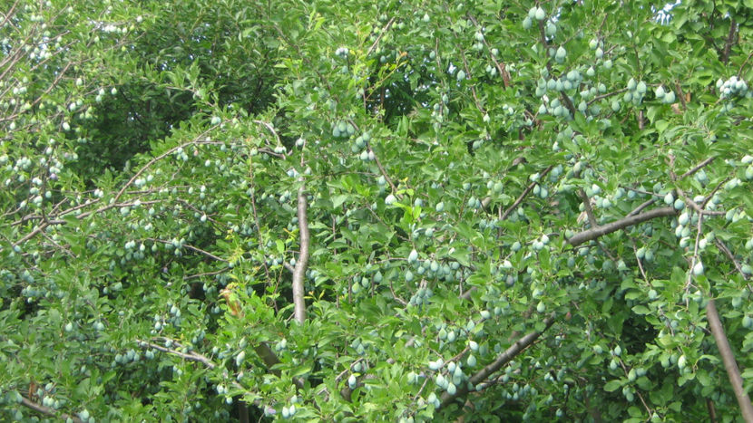 vinzare 202 - O ALTA PASIUNE