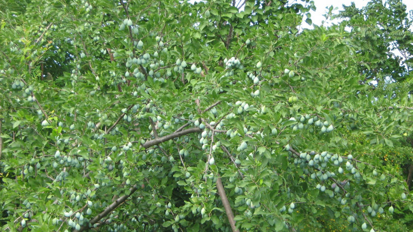 vinzare 203 - O ALTA PASIUNE