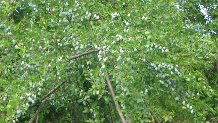 prun stanley - O ALTA PASIUNE