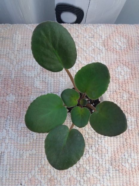 23 iunie - ZZ Spanish Dancer