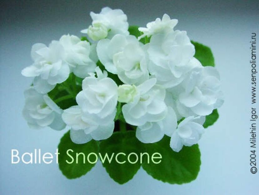 Ballet Snowcone poza net - ZZ Ballet Snowcone