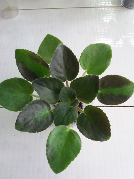 23 iunie - ZZ LE Yuzhnaya Noch - LE South Night