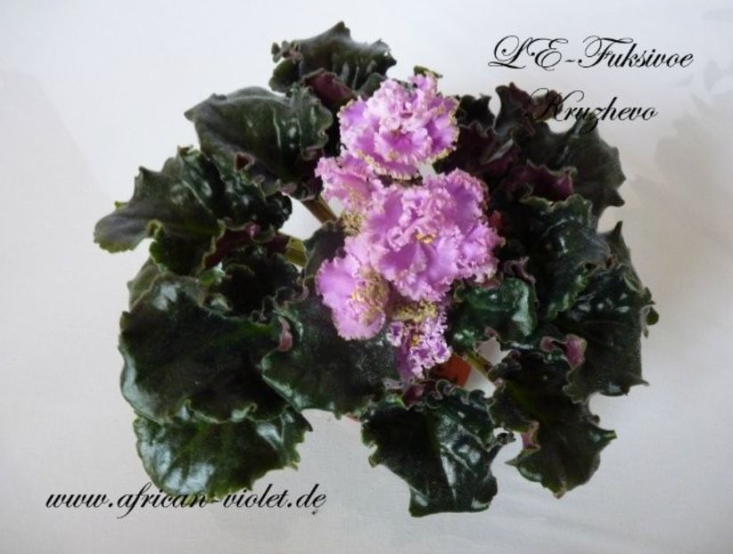 LE Fuksijevoje Kruzevo poza net - ZZ LE Fuksijevoje Kruzevo