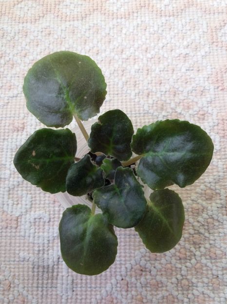 23 iunie - ZZ LE Fuksijevoje Kruzevo