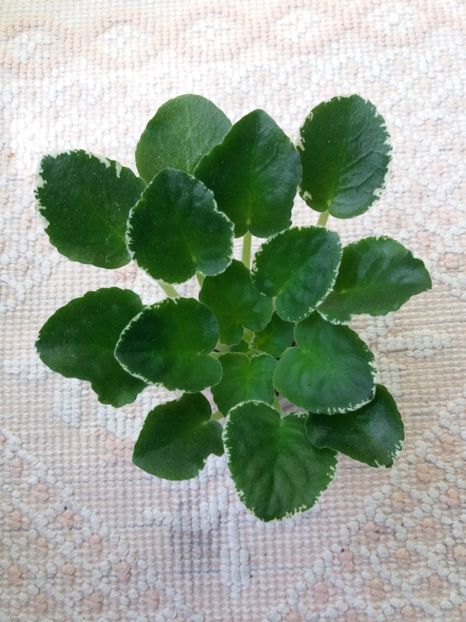 23 iunie - ZZ LE Siurprizy Zimny - LE The Surprise of Winter