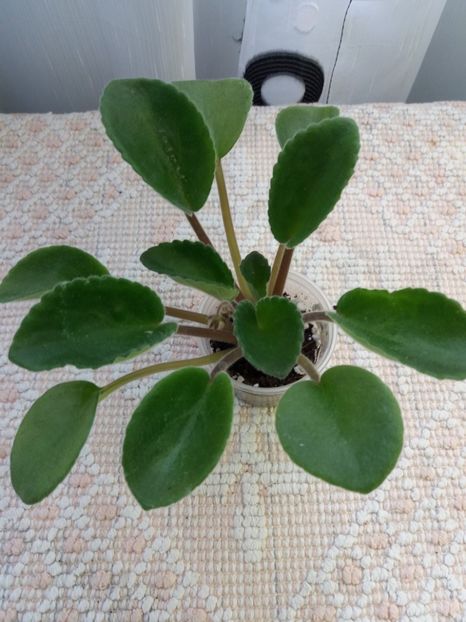 23 iunie - ZZ Bol s Evening Irja