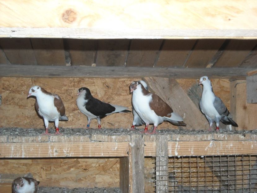  - DE PRIN PORUMBARIE