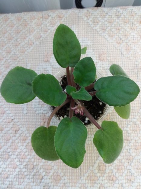 23 iunie - ZZ PT Krasny Pion