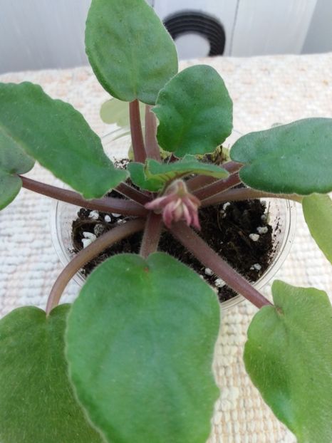 23 iunie - ZZ PT Krasny Pion