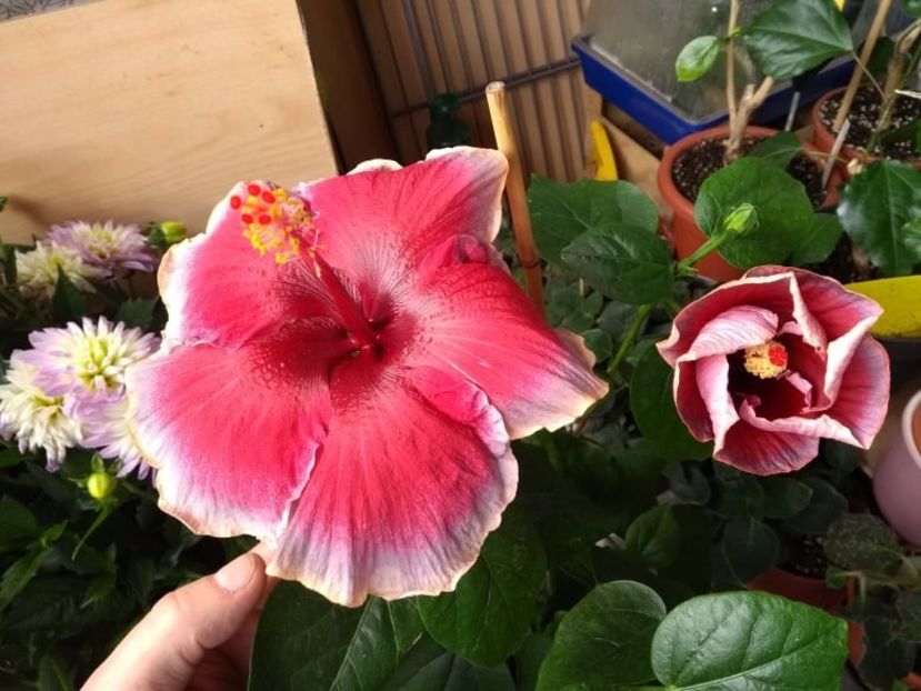  - Indian Divine Grace