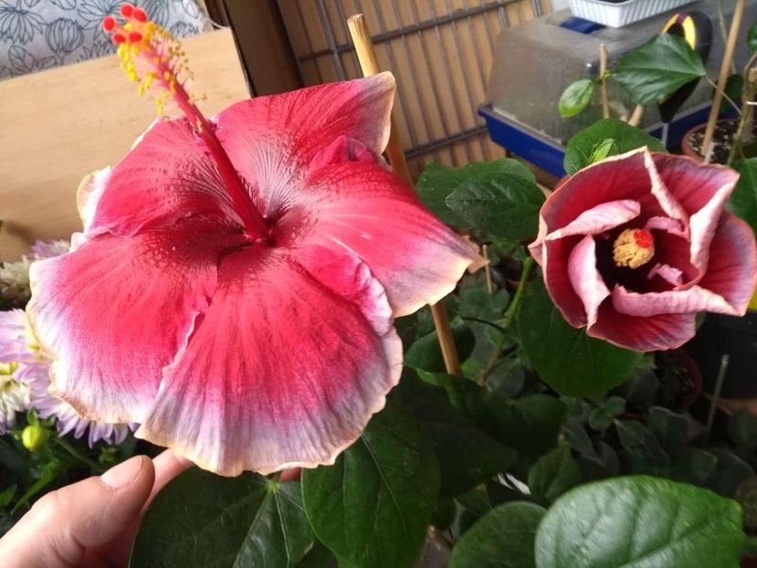  - Indian Divine Grace