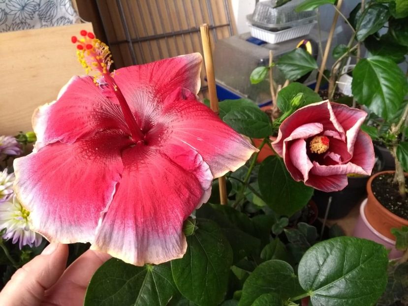  - Indian Divine Grace