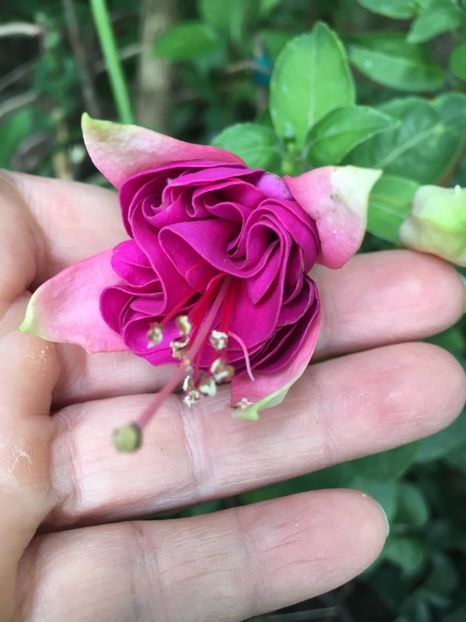 Bella Rosella - Fucsii 2018