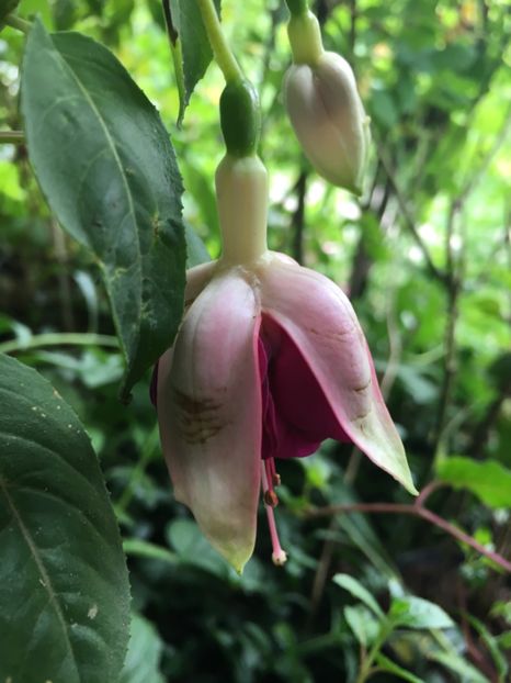 bellarosella - Fucsii 2018