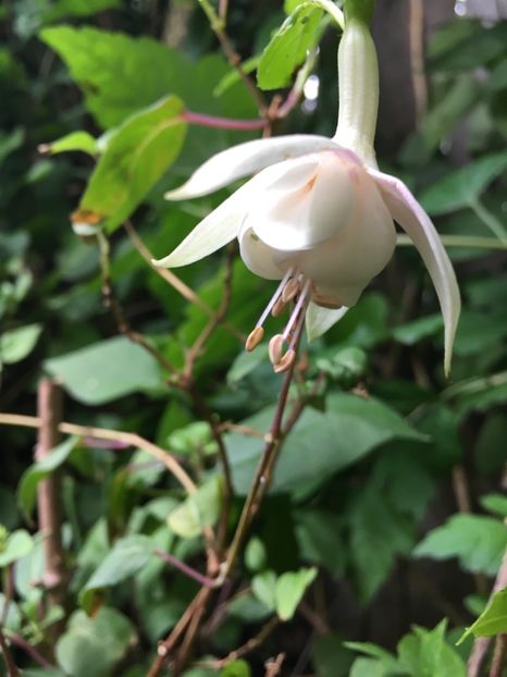 Anabellw - Fucsii 2018